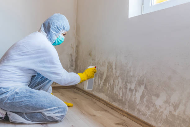 Licensed Black Mold Remediation service in Annandale, VA - 24 Hour Mold Removal