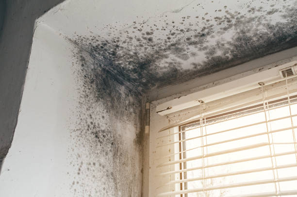 Affordable Black Mold Remediation solutions in Annandale, VA