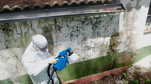 Top rated local Black Mold Remediation specialists in Annandale, VA